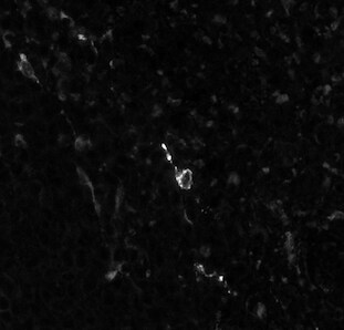 Human COX‑2 Antibody MAB4198