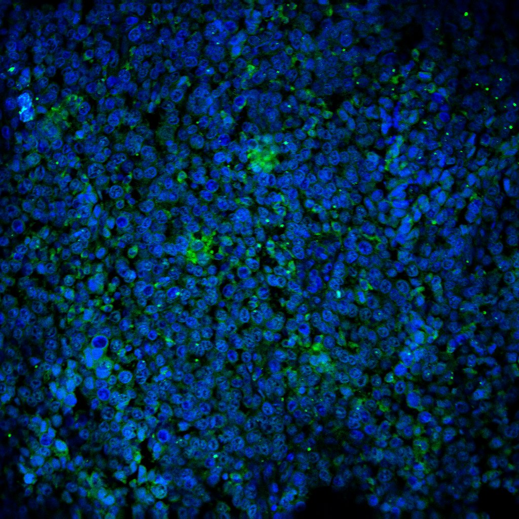 Human COX‑2 Antibody MAB4198