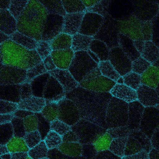 Human Uteroglobin/SCGB1A1 Antibody MAB4218