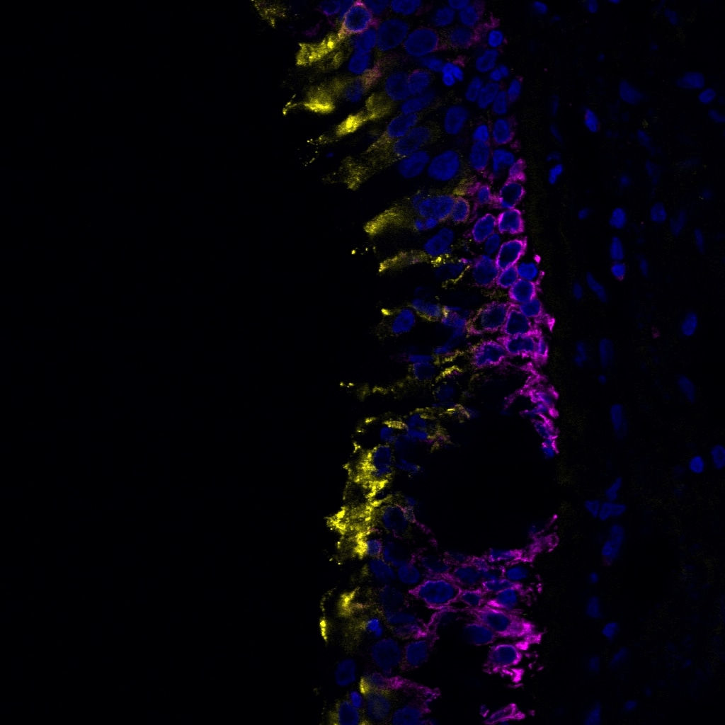 Human Uteroglobin/SCGB1A1 Antibody MAB4218