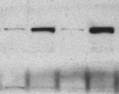 Human Uteroglobin/SCGB1A1 Antibody MAB4218