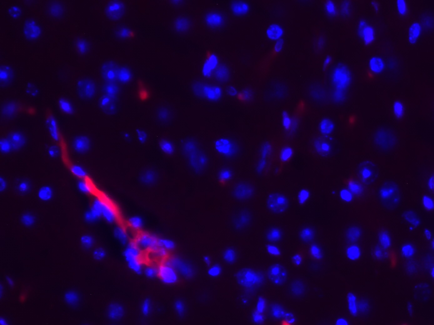 Human CXCR7/RDC‑1 Antibody MAB42273