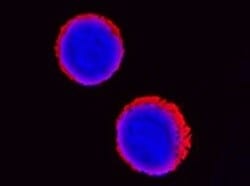 Human CXCR7/RDC‑1 Antibody MAB42274