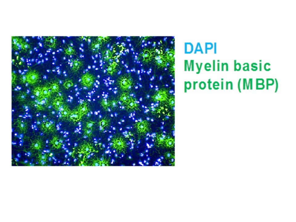 Human/Mouse/Rat MBP Antibody MAB42282