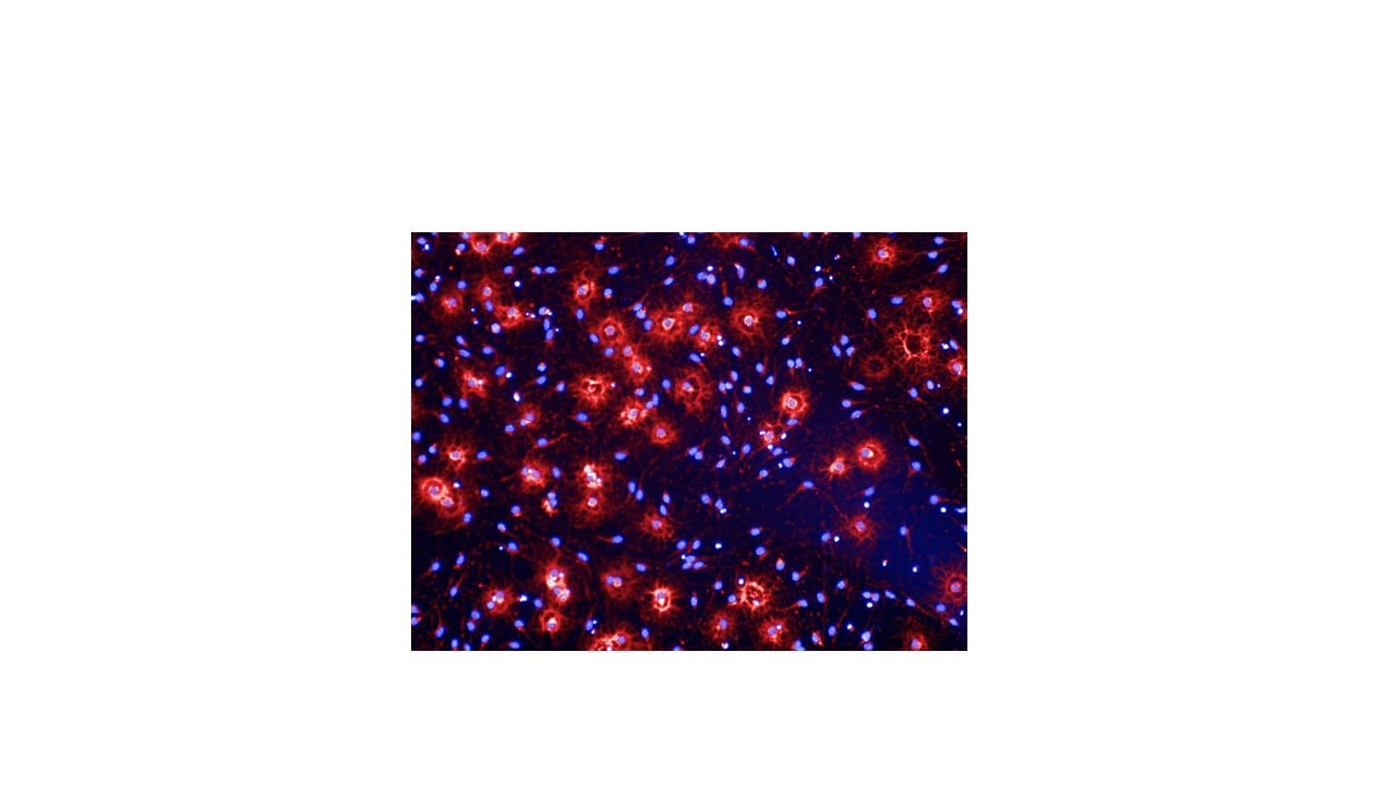 Human/Mouse/Rat MBP Antibody MAB42282