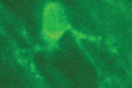 Human/Mouse/Rat MBP Antibody MAB42282