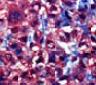 Human/Mouse/Rat Jak1 Antibody MAB4260