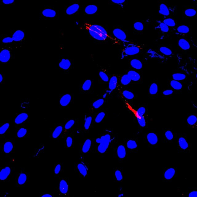 Human Claudin‑11 Antibody MAB4280