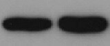 Mouse TNF RI/TNFRSF1A Antibody MAB430
