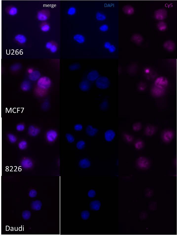 Human Cyclin D1 Antibody MAB4314
