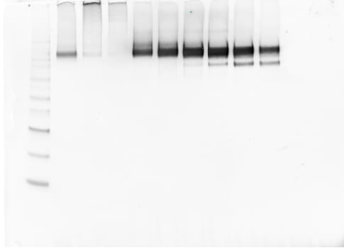 Human DLL3 Antibody MAB4315
