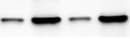 Human DLL3 Antibody MAB4315