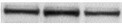 Mouse LIX Antibody MAB433