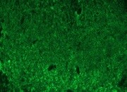 Human/Mouse/Rat Substance P Antibody MAB4375
