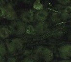 Human/Mouse/Rat Substance P Antibody MAB4375