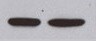 Human PTPN14 Antibody MAB4458