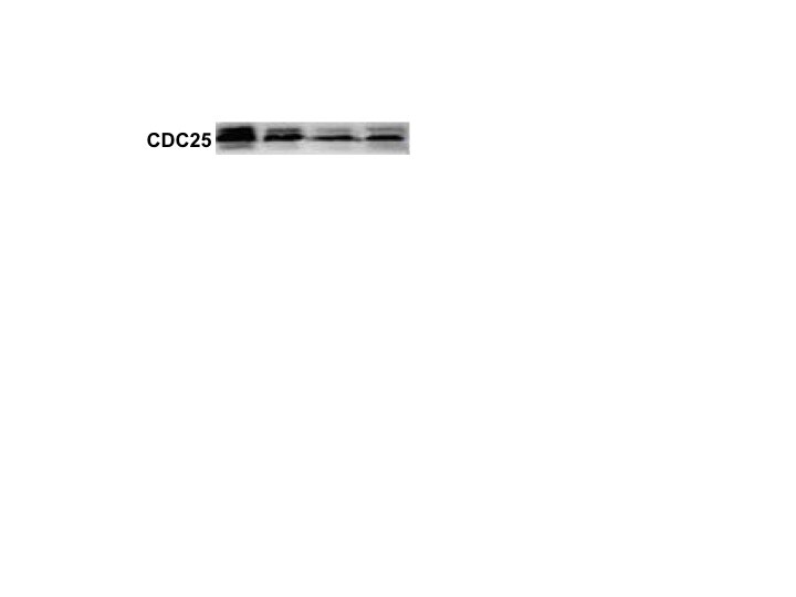 Human/Mouse/Rat CDC25C Antibody MAB4459