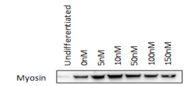 Myosin Heavy Chain Antibody MAB4470