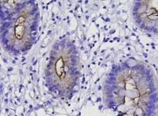 Human CEACAM‑7 Antibody MAB44781