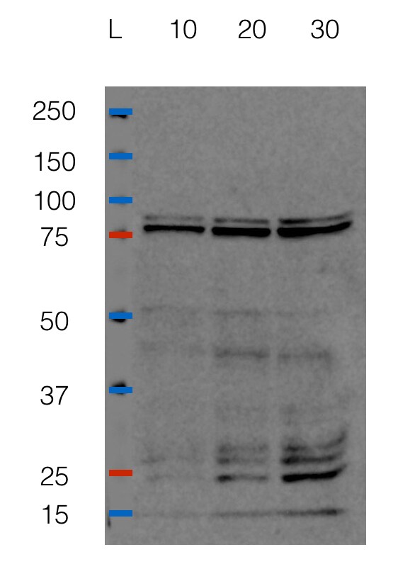 Mouse Neutrophil Elastase/ELA2 Antibody MAB4517
