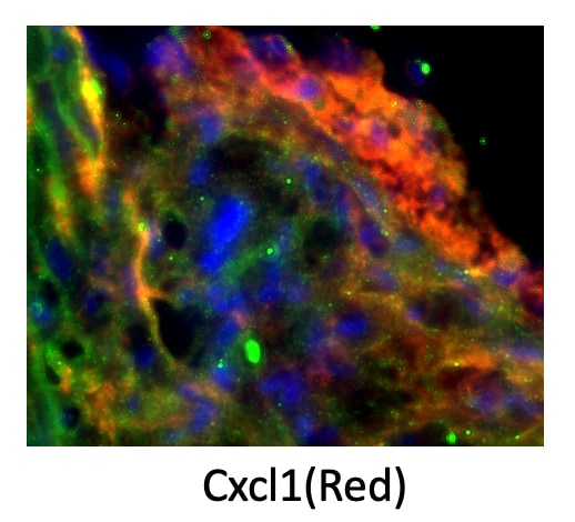 Mouse CXCL1/GRO alpha /KC/CINC‑1 Antibody MAB453