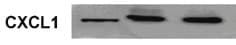Mouse CXCL1/GRO alpha /KC/CINC‑1 Antibody MAB453