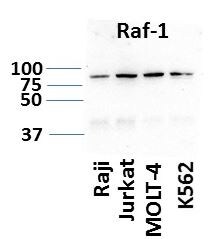 Human/Mouse/Rat Raf‑1 Antibody MAB4540