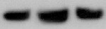 Human/Mouse/Rat Raf‑1 Antibody MAB4540