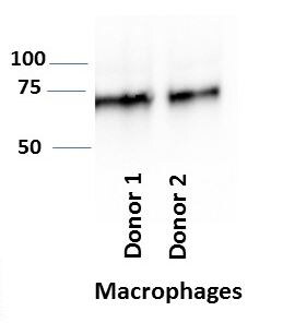 Human SIRP alpha /CD172a Antibody MAB4546