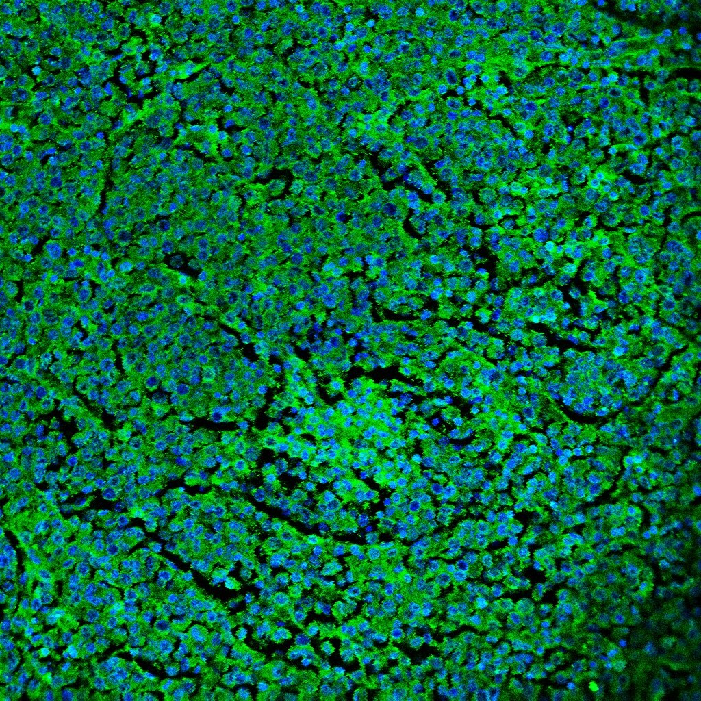 Human SIRP alpha /CD172a Antibody MAB4546