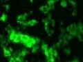 Human SIRP alpha /CD172a Antibody MAB4546