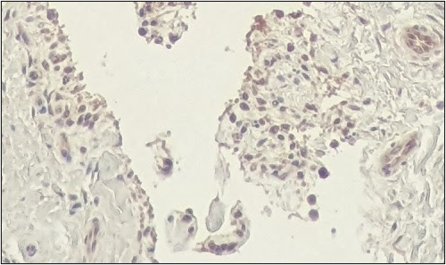 Porcine/Equine CD14 Antibody MAB4597