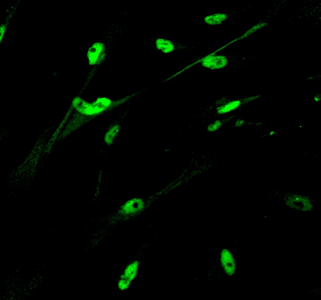 Human HNF‑4 alpha /NR2A1 Antibody MAB4605