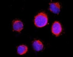 Human CD81 MAb (Clone 454729) MAB46151
