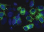 Human GPR56 Antibody MAB46361