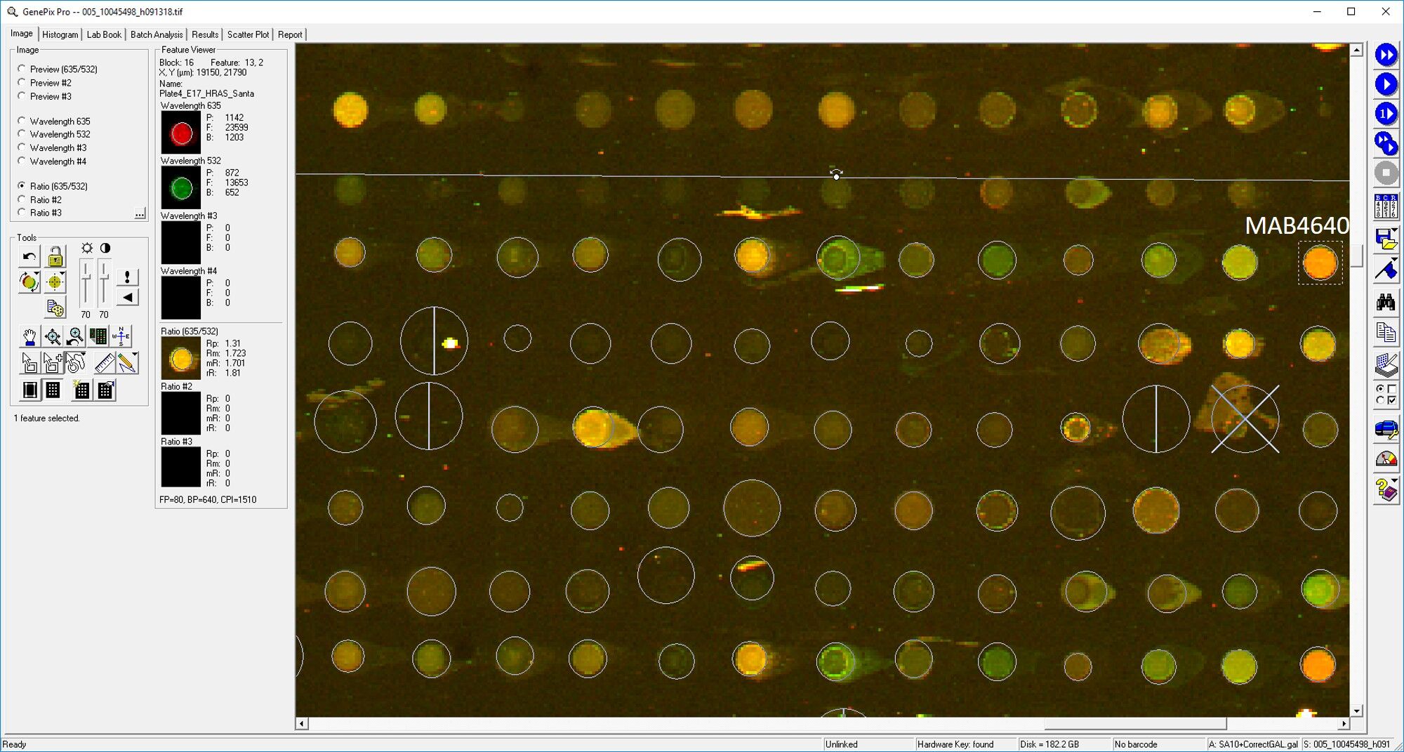Human GRAP2 Antibody MAB4640