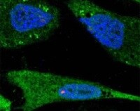 Human/Mouse/Rat TPT1/TCTP Antibody MAB4648