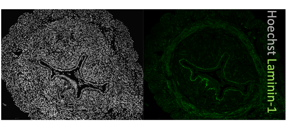 Mouse Laminin  alpha 1 / beta 1 Antibody MAB4656