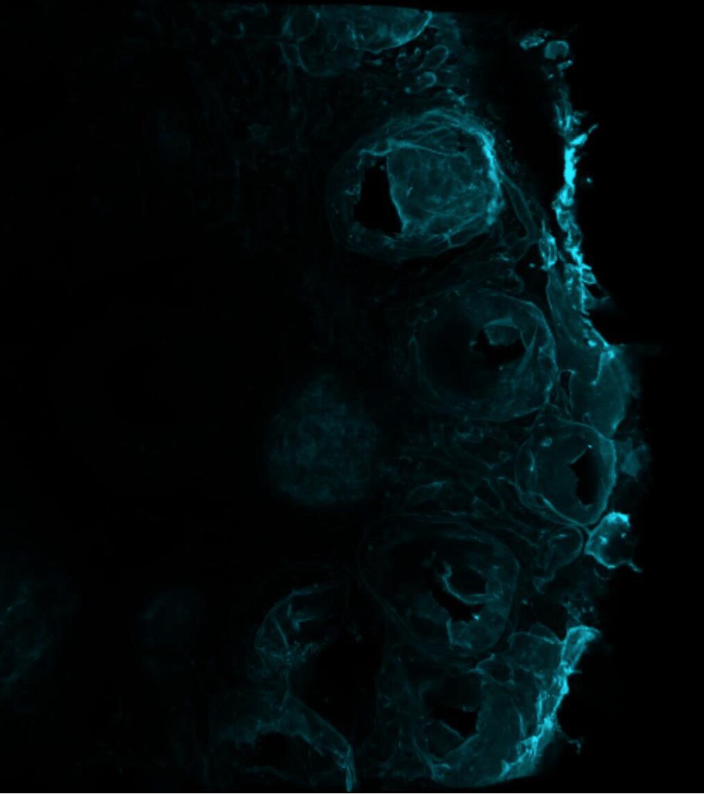Mouse Laminin  alpha 1 / beta 1 Antibody MAB4656