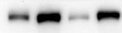 Mouse CXCL10/IP‑10/CRG‑2 Antibody MAB466
