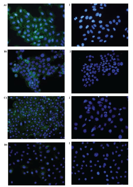 Human CD47 Antibody MAB4670
