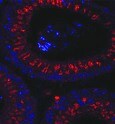 Mouse CRISP‑1 Antibody MAB4675