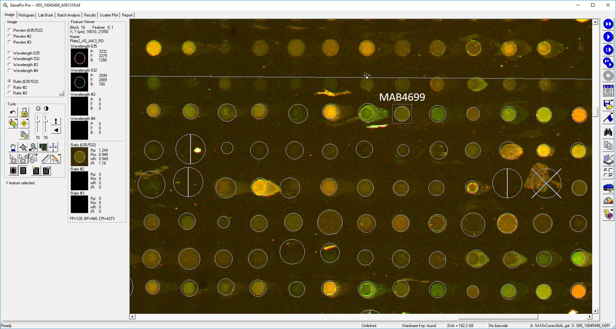 Human Jak3 Antibody MAB4699
