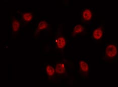Human TSPAN8 Antibody MAB4734