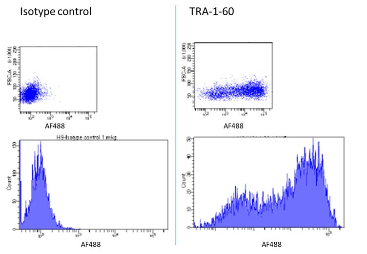 Human TRA‑1‑60(R) Neuraminidase Resistant Epitope Antibody MAB4770