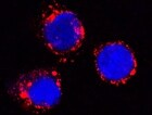 Human LAMP‑1/CD107a Antibody MAB4800
