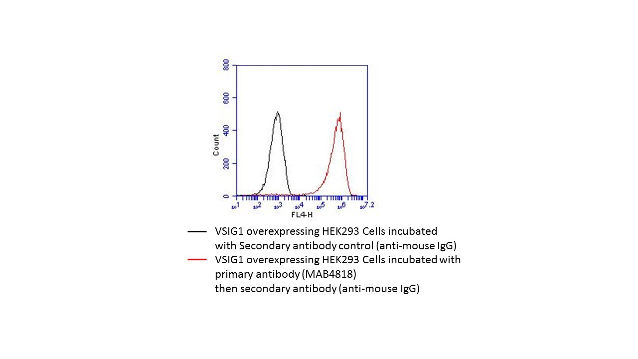 Human VSIG1 Antibody MAB4818
