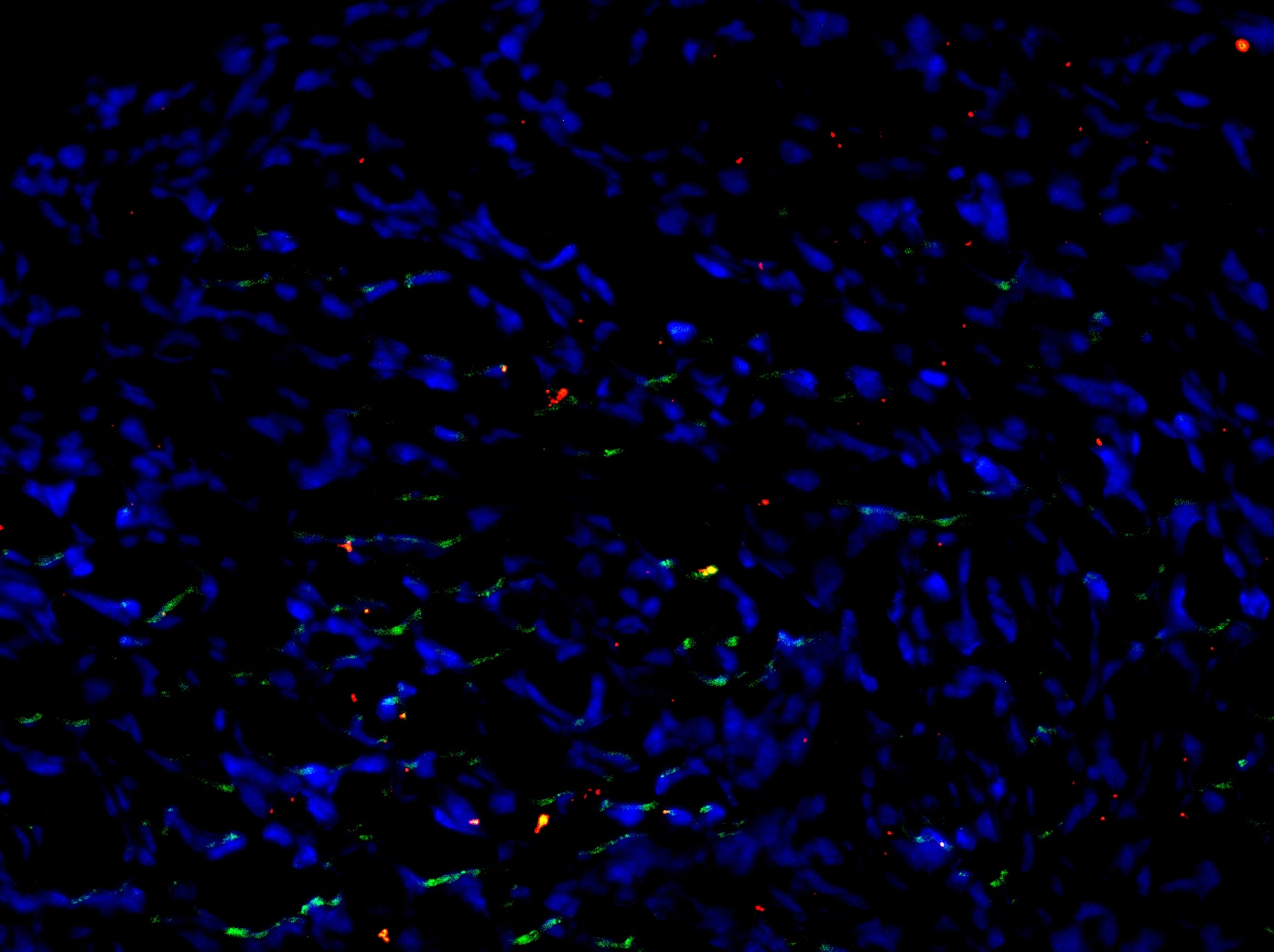 Mouse CD3 Antibody MAB4841