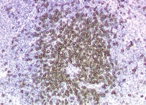 Mouse CD3 Antibody MAB4841