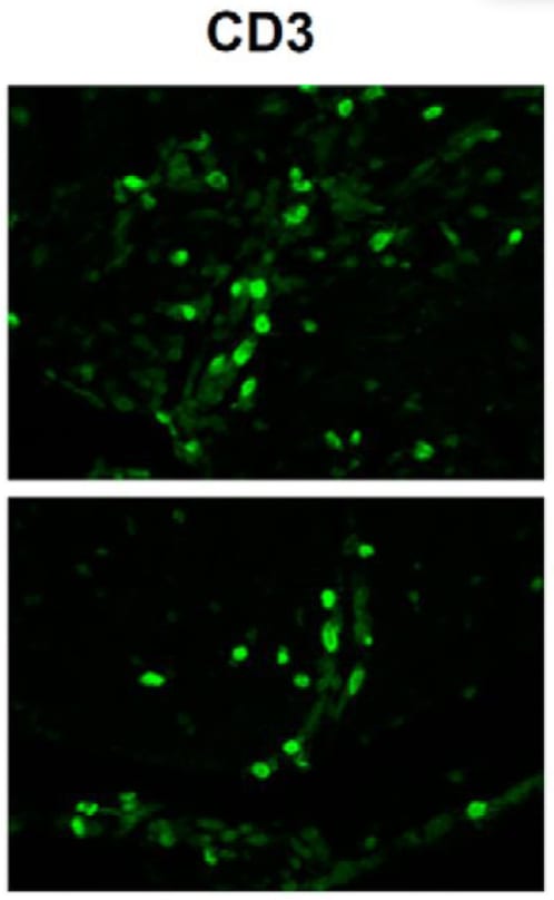 Mouse CD3 Antibody MAB4841